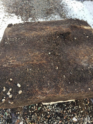 卓寶科技再添兩款耐根穿刺防水卷材，持續(xù)引領(lǐng)行業(yè)創(chuàng)新